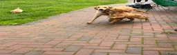 Golden Retriever dogs for sale:  Golden Retriever Puppies – 3 Beautiful Boys - Advert 7
