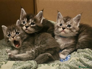 Maine Coon cats Champion bloodline maine coon kittens TICA - Advert 5