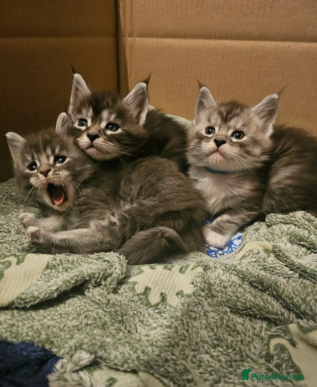 Maine Coon cats for sale: Champion bloodline maine coon kittens TICA - Advert 14