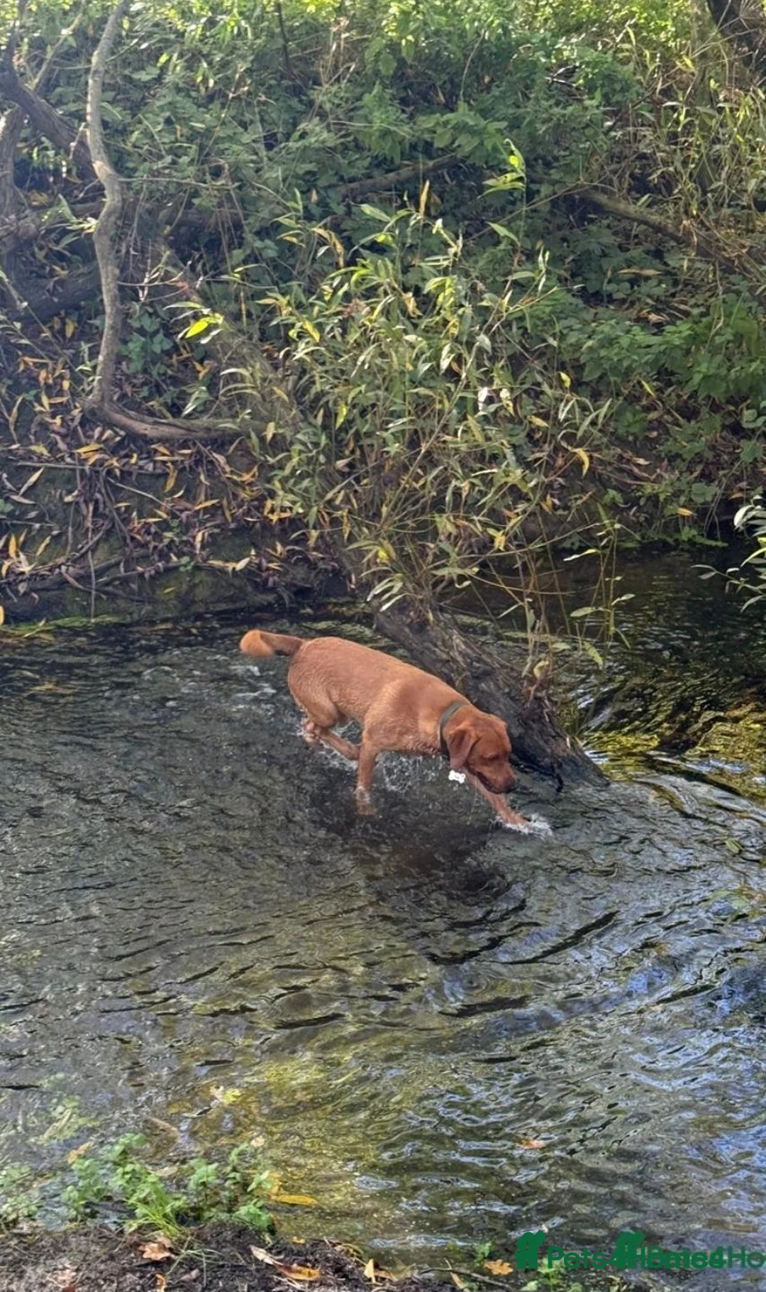 Labrador Retriever dogs for sale: 1 year old Red Fox Lab looking for forever home 💙 - Advert 3