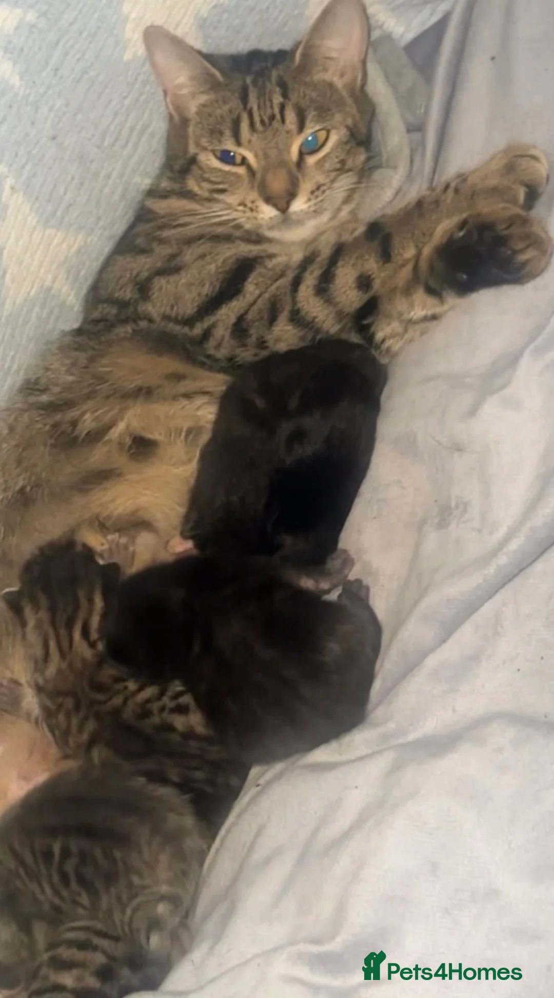 Mixed Breed cats for sale: Mixed breed kittens  - Advert 10