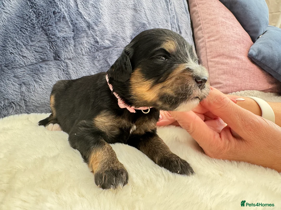Bernedoodle dogs for sale: Gorgeous Bernedoodle puppies 🖤 - Advert 28