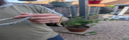 Corn Snake reptiles for sale: Corn snake in Gloucester - Advert 11