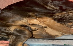 Cocker Spaniel dogs for sale: Show cocker spaniel pups ready 4th November  - Image 25