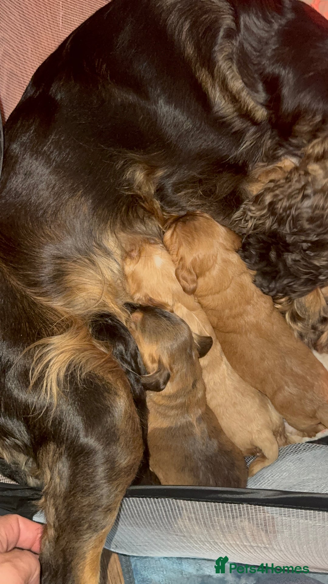 Cocker Spaniel dogs for sale: Show cocker spaniel pups ready 4th November  - Image 25