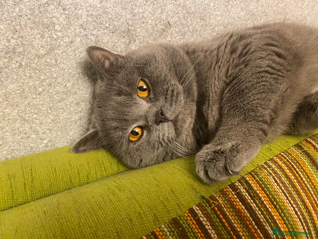 British Shorthair cats for sale: Adorable British Shorthair Kittens for Sale in Lincoln - Advert 5