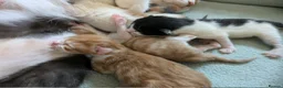 Mixed Breed cats for sale: 6 gorgeous mixed breed kittens - Advert 2