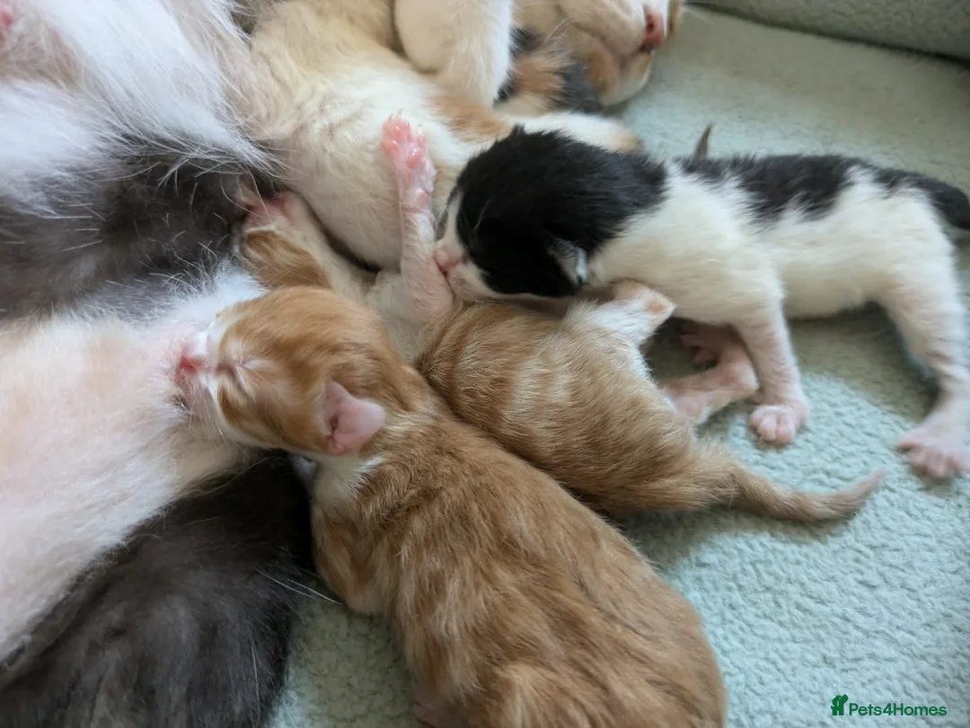Mixed Breed cats for sale: 6 gorgeous mixed breed kittens - Advert 2