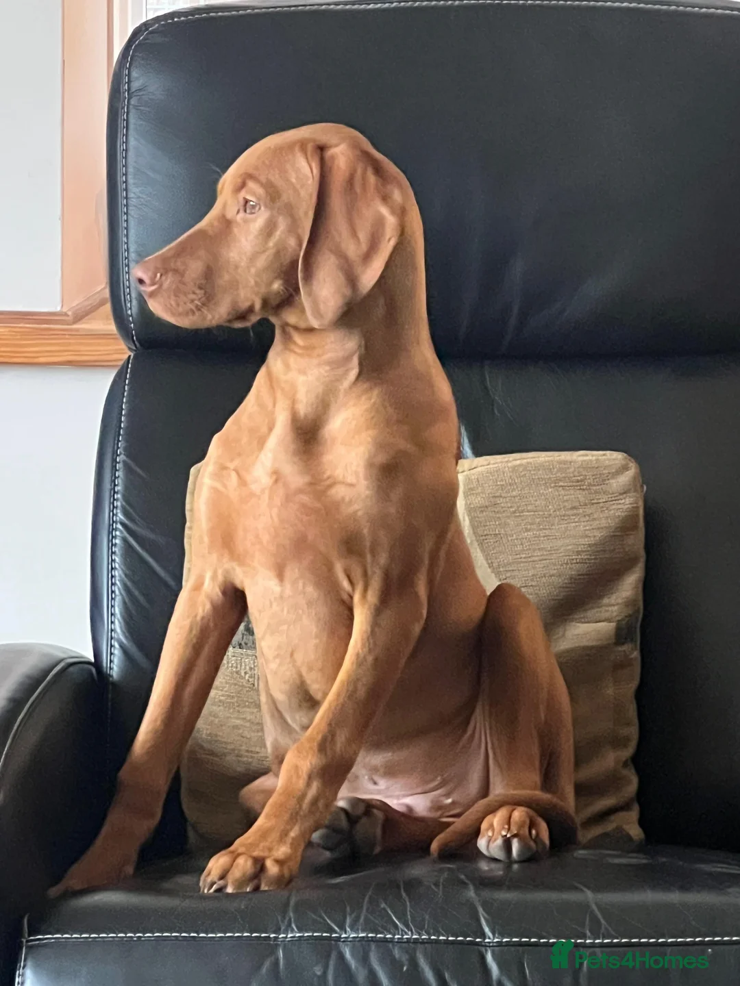 Hungarian Vizsla dogs for sale: Hungarian viszla  - Advert 1
