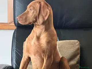 Hungarian Vizsla dogs Hungarian viszla - Advert 3