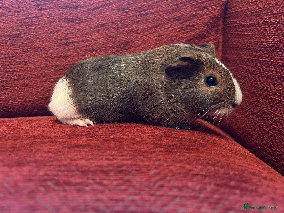 Guinea Pig rodents for sale: 2 boars for sale  - Advert 2