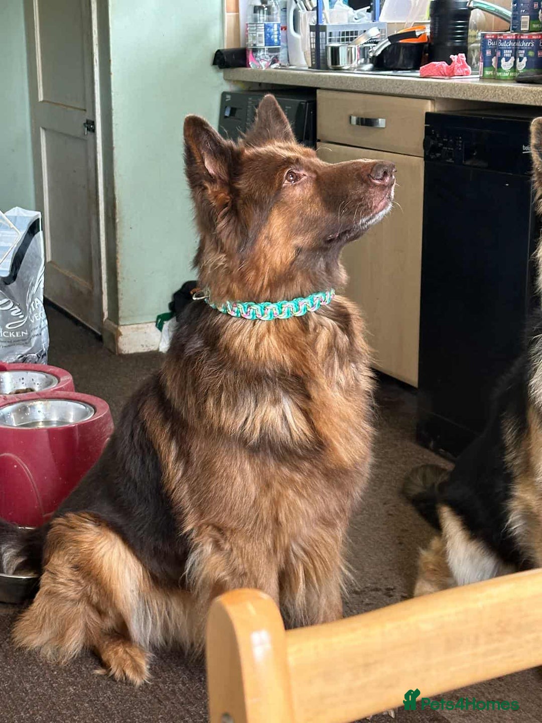 German Shepherd dogs for sale: READY TO leave 1 left German Shepherd kc reg pups - Advert 30