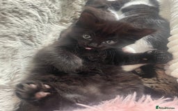 Ragdoll cats for sale: 3 Male Kittens Ragdoll X Turkish Angora  - Image 11
