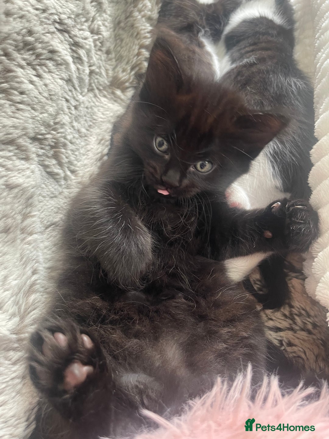Ragdoll cats for sale: 3 Male Kittens Ragdoll X Turkish Angora  - Image 11