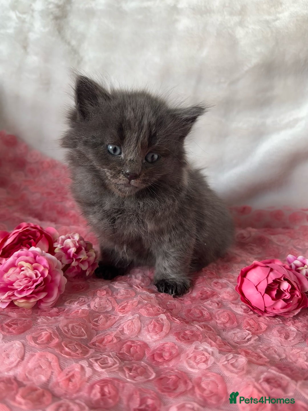 Maine Coon cats for sale: Silver Maine Coon X Russian Blue One Boy LEFT! 🩵 - Image 1