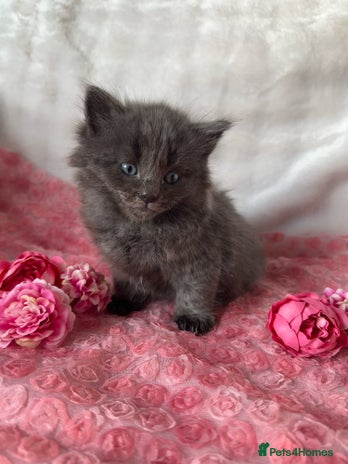 Maine Coon cats - Advert 1