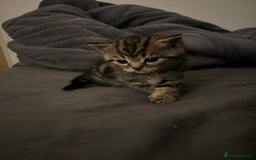 British Shorthair cats for sale: 4 Beautiful British Shorthair cross Kittens  - Image 9