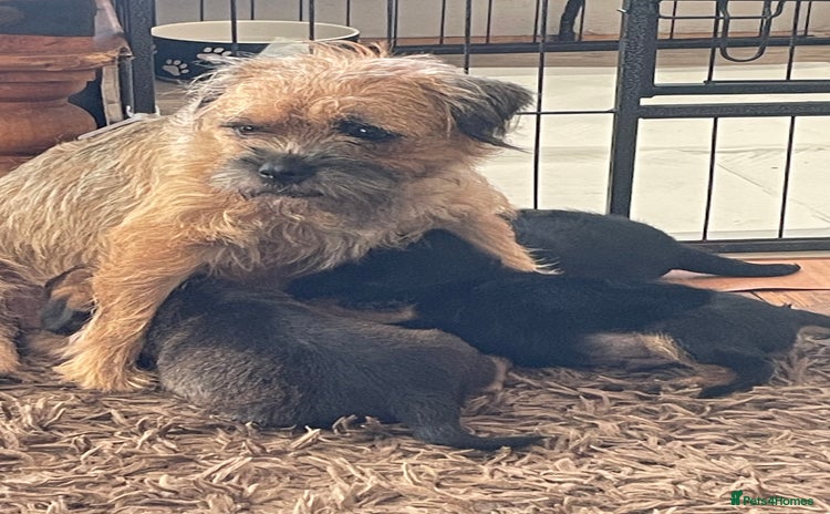 Border Terrier dogs - Advert 1