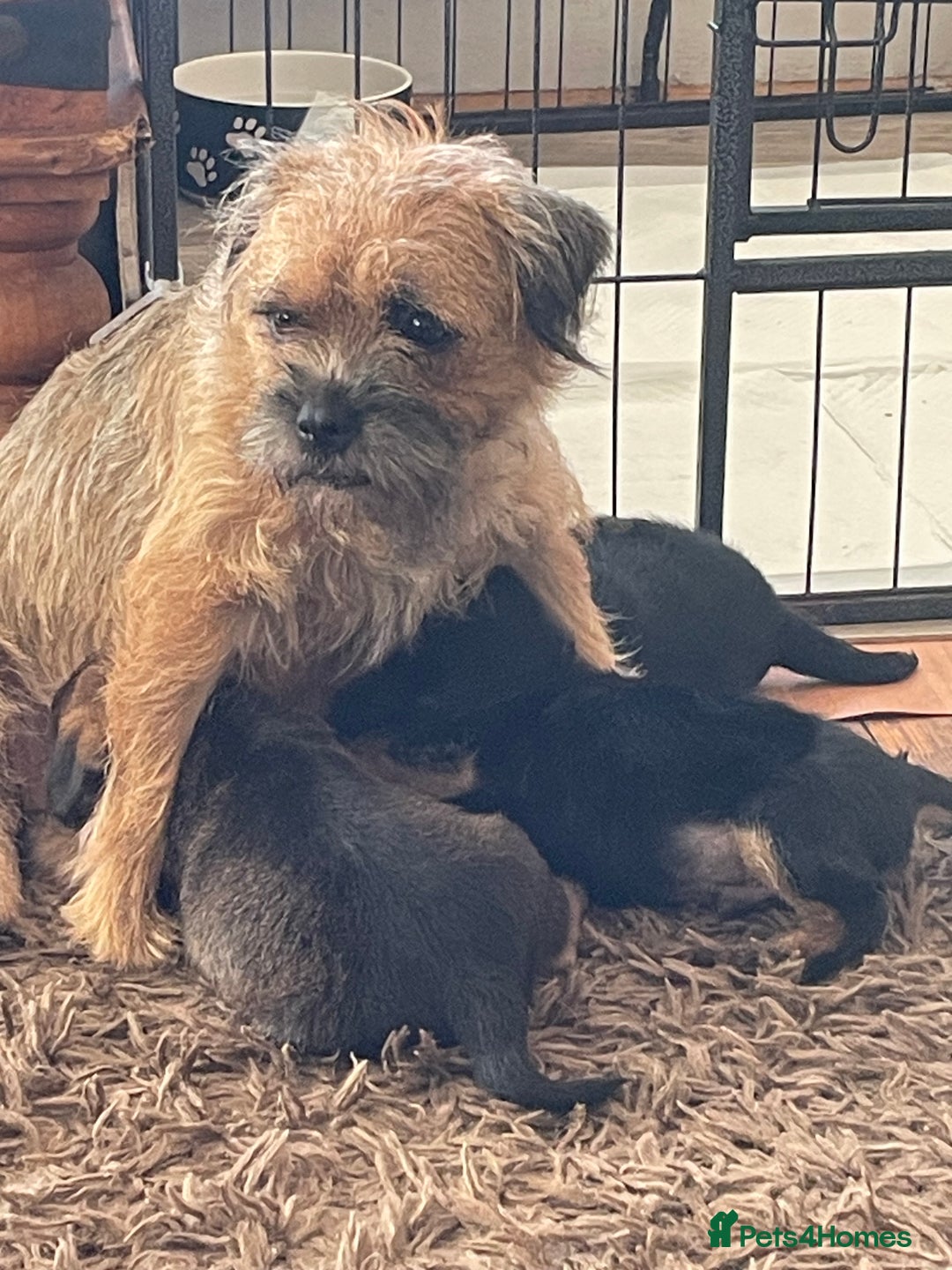 Border Terrier dogs for sale: Border Terrier puppies  - Image 1