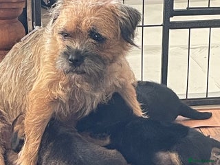 Border Terrier dogs - Advert 4