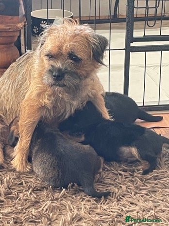 Border Terrier dogs - Advert 4