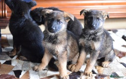 German Shepherd dogs for sale: German Shepherd Puppies - Image 26