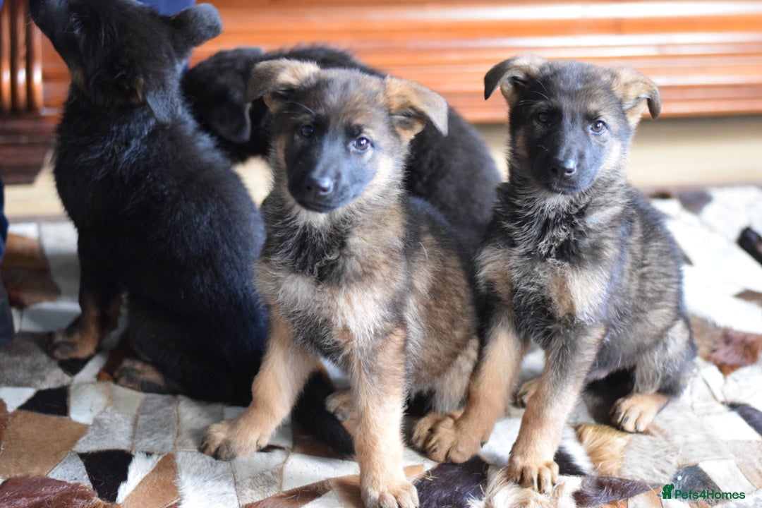 German Shepherd dogs for sale: German Shepherd Puppies - Image 26