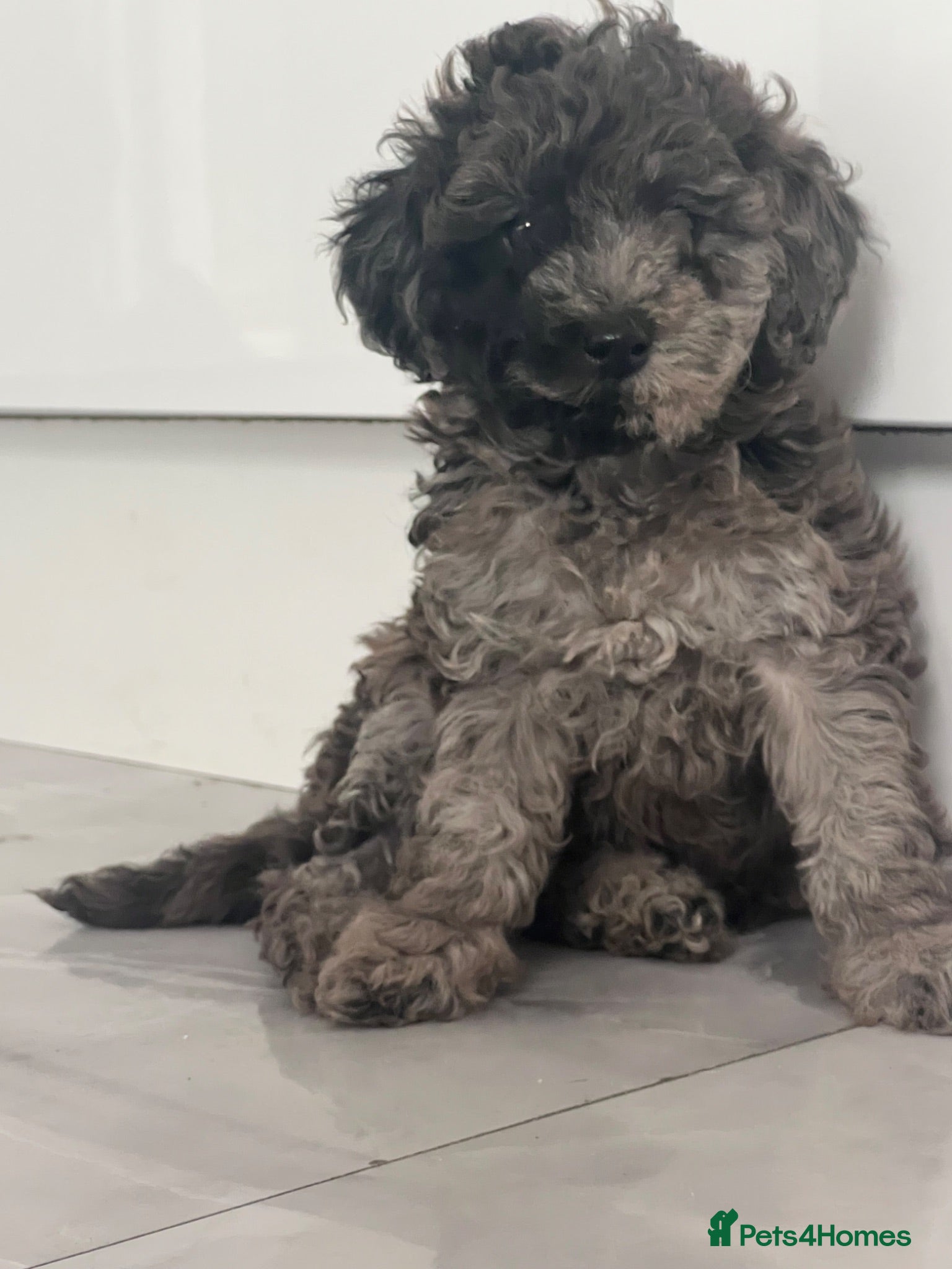 Toy Poodle dogs Toy poodles for sale - Advert 11