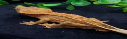Gecko reptiles for sale: Beautiful Crested Gecko's ready for new homes  - Advert 5
