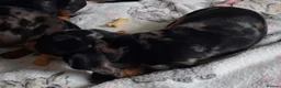 Miniature Dachshund dogs for sale: Stunning Dachshund pups *Ready now* - Advert 10