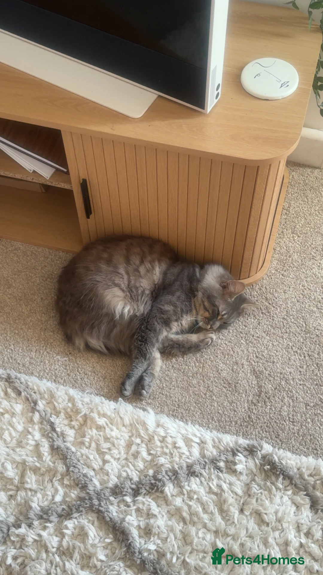 Mixed Breed cats for sale: Grey Tabby x Ragdoll Male - Advert 2