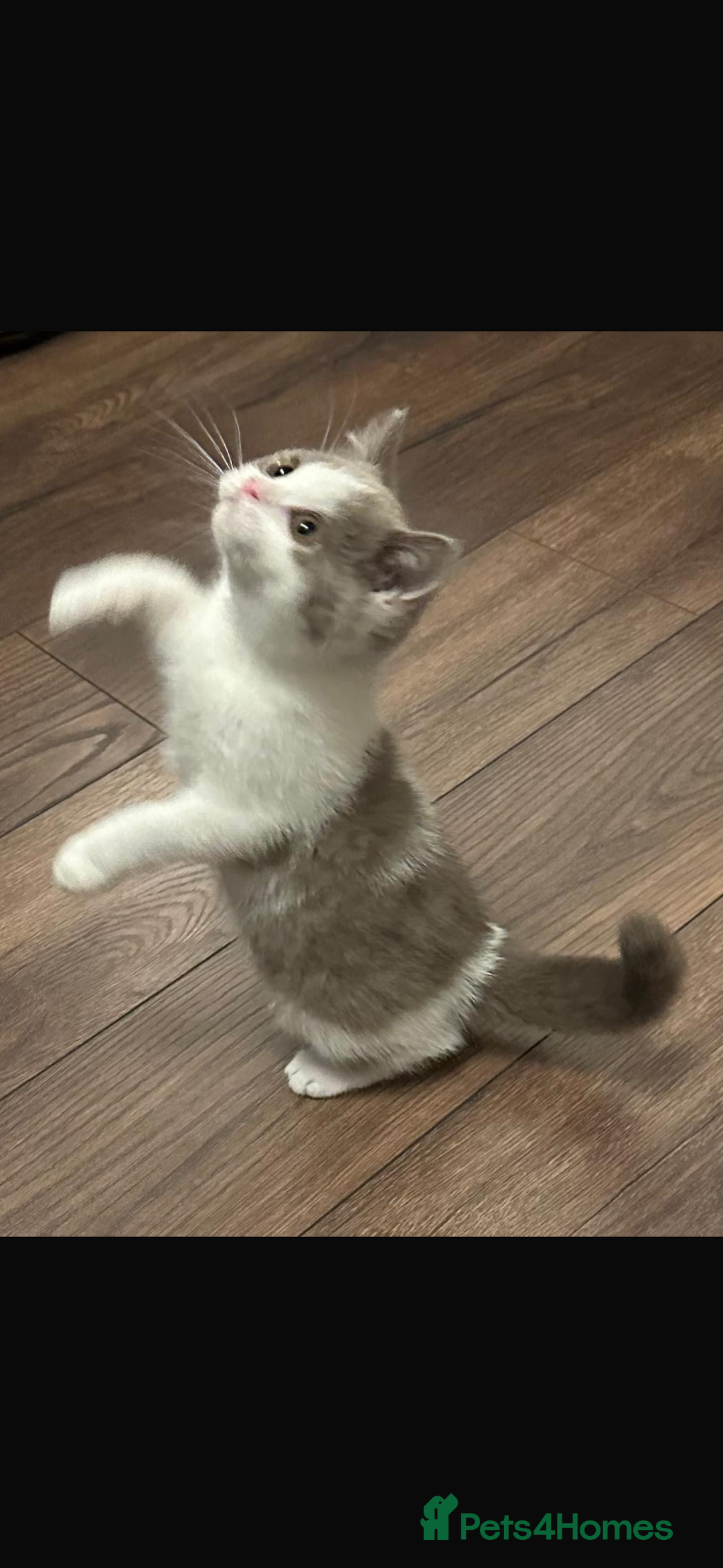 British Shorthair cats for sale: 1 left Ready NOW GCCF BSH kittens  - Advert 7