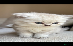 British Shorthair cats for sale: White / bits of beige and grey / British shorthair - Image 7