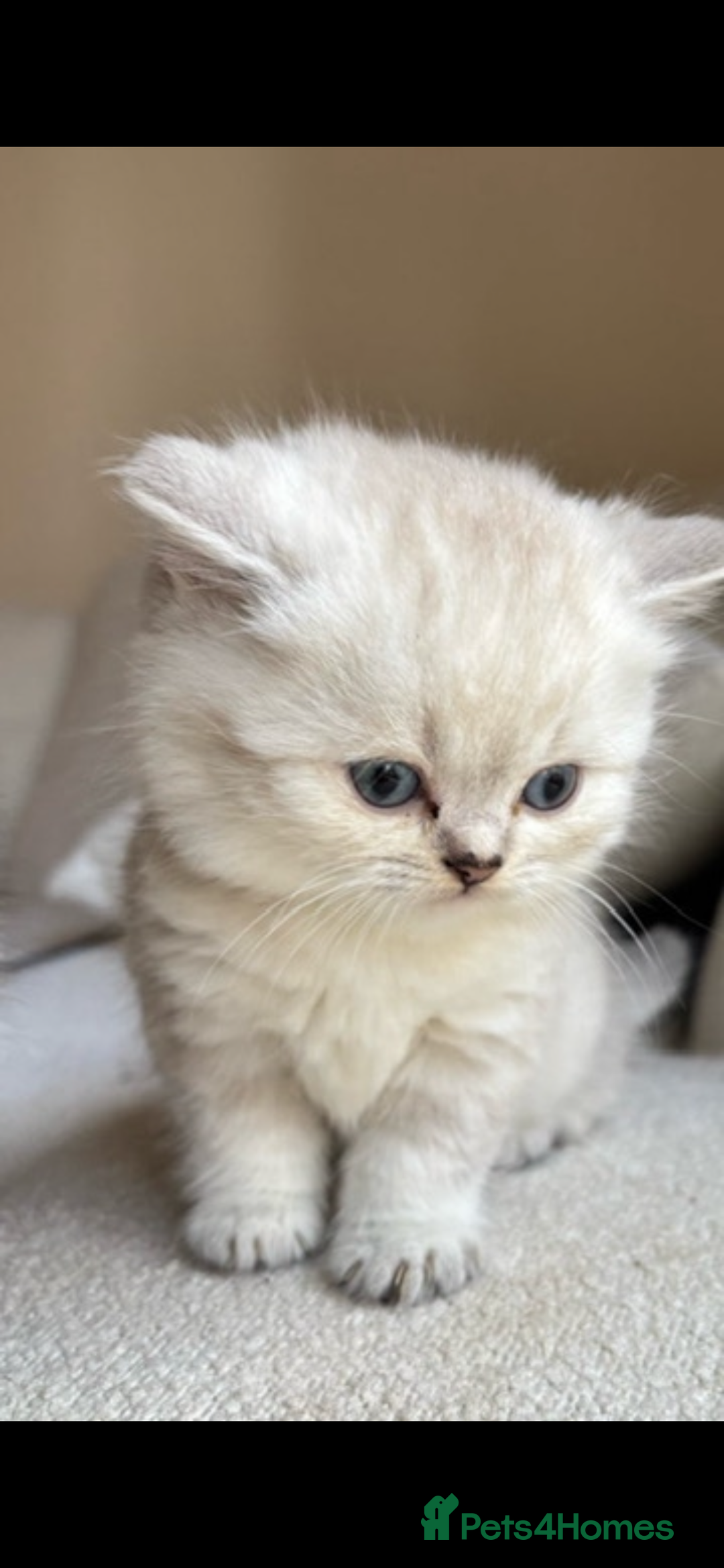 British Shorthair cats for sale: White / bits of beige and grey / British shorthair - Image 7