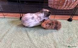 Guinea Pig rodents for sale: Bonded Male Guinea Pigs - Image 10