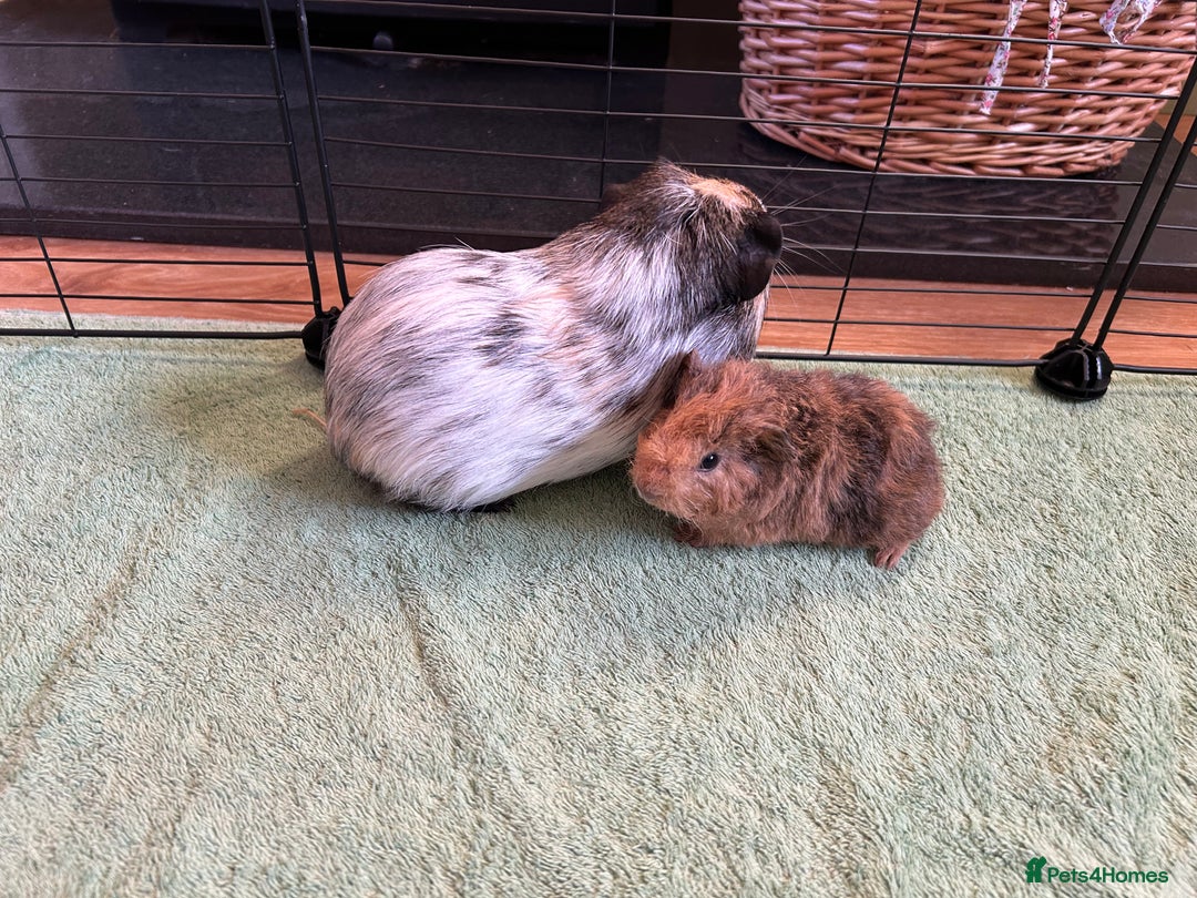 Guinea Pig rodents for sale: Bonded Male Guinea Pigs - Image 10