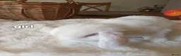 Mini Lop rabbits for sale: Beautiful mini lops  - Advert 15