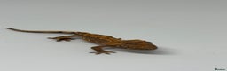 Gecko reptiles for sale: Crested Geckos (can provide full setup) - Advert 3