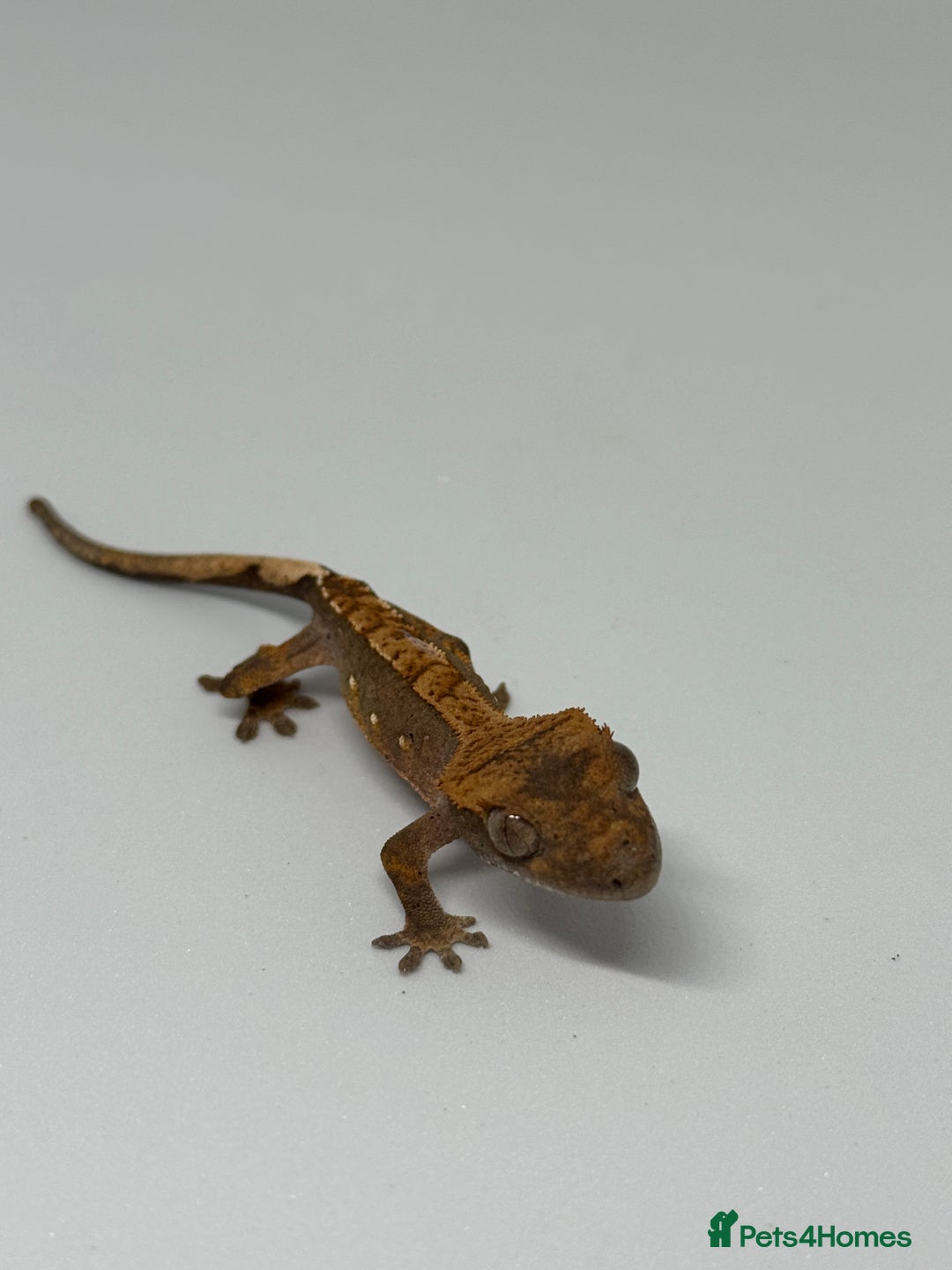 Gecko reptiles for sale: Crested Geckos (can provide full setup) - Advert 3