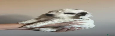 Cockapoo 6