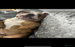 English Bulldog dogs for sale: English bulldog - Image 2