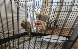 Cockatiels birds for sale: Cocktails bird - Image 3