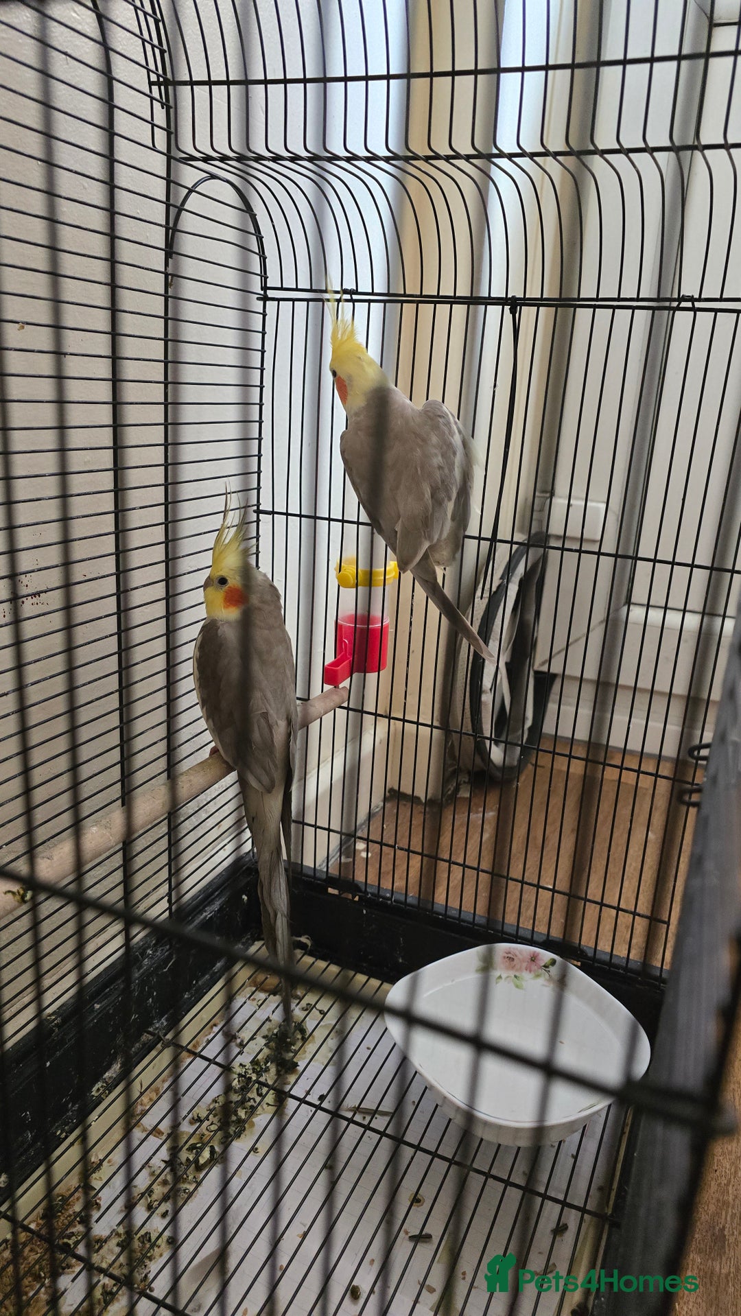 Cockatiels birds for sale: Cocktails bird - Image 3