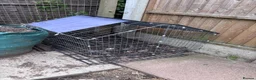 Mini Lop rabbits for sale: Rabbit for Sale  - Advert 9
