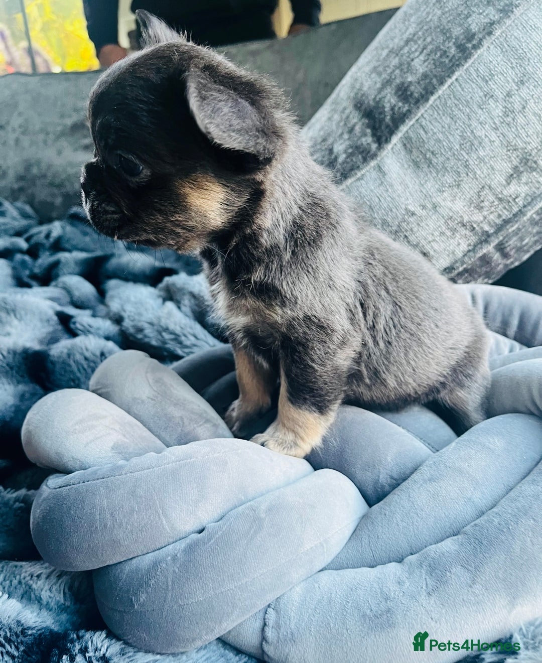 French Bulldog dogs for sale: Beautiful full fluffy frenchies  - Advert 22