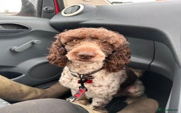 Cockapoo dogs for sale: Top Quality F1 Teddy Bear Cockapoo puppies - Image 12