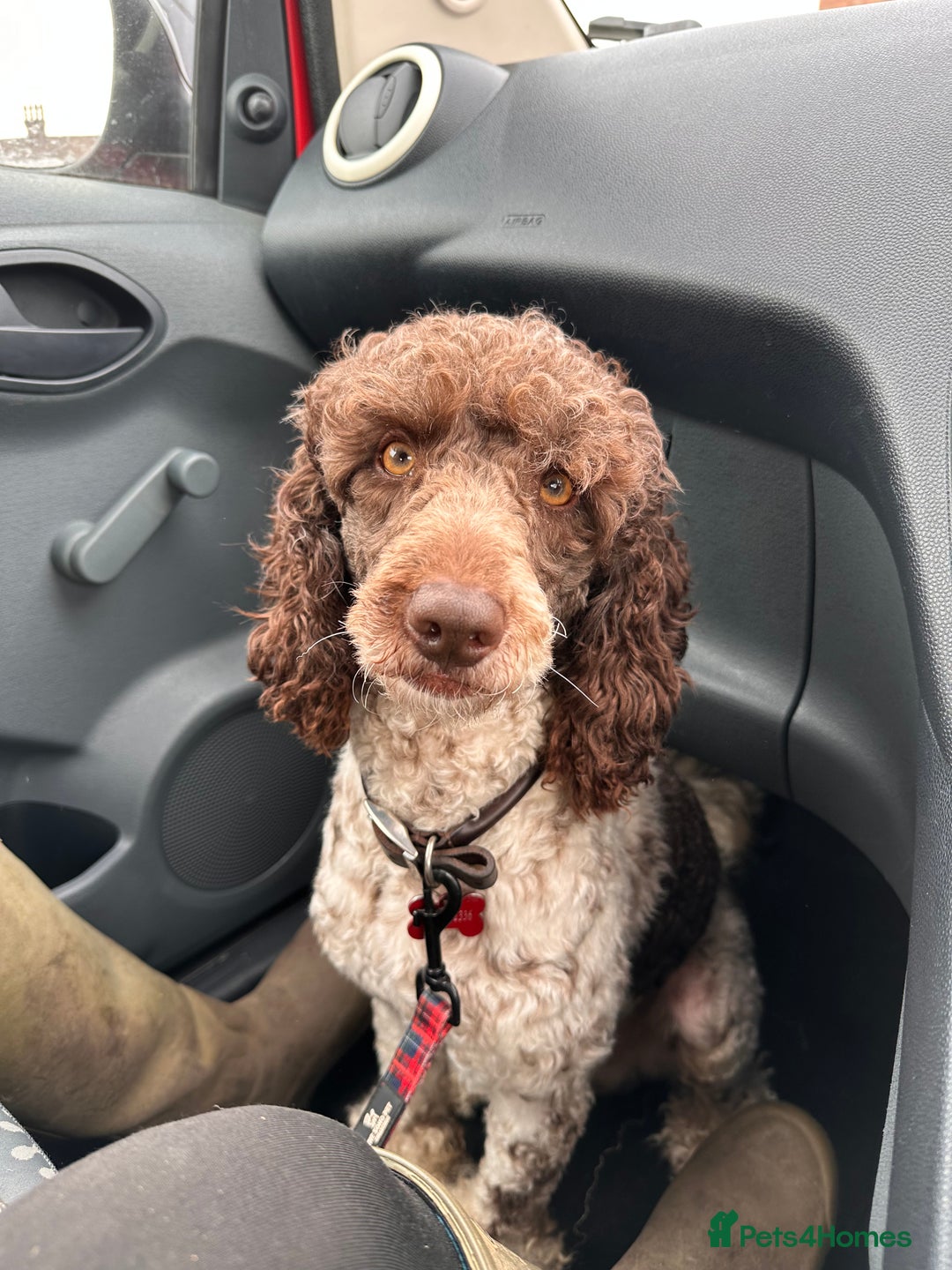 Cockapoo dogs for sale: Top Quality F1 Teddy Bear Cockapoo puppies - Image 12