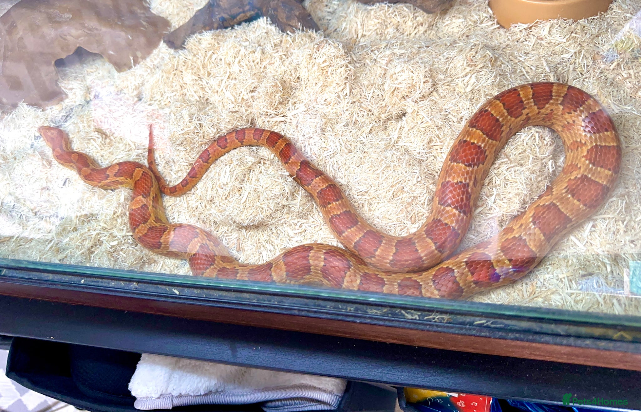 Corn Snake reptiles Hypomelanism corn snake  - Advert 1