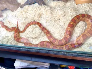 Corn Snake reptiles Hypomelanism corn snake - Advert 15