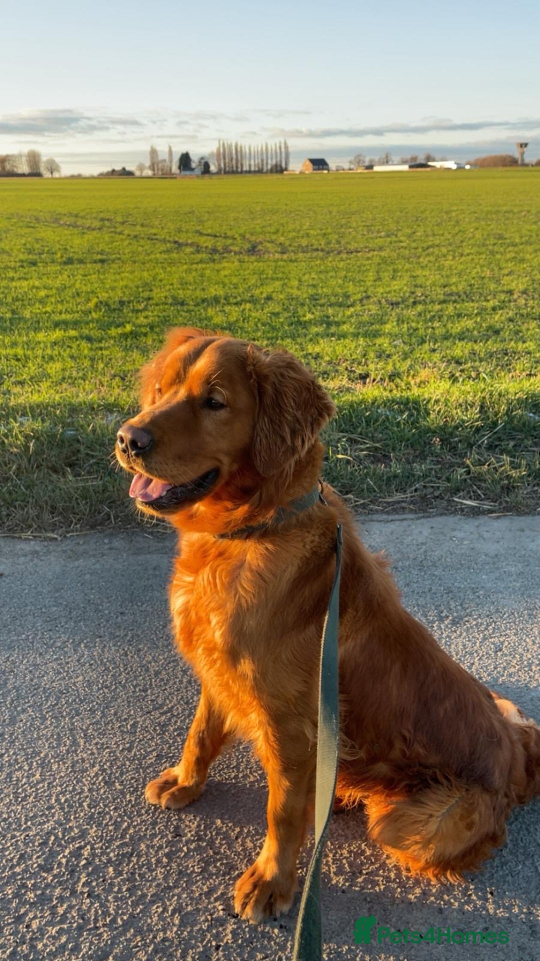 Goldador dogs for sale: Beautiful Chunky Dark Red Goldadors  - Advert 6